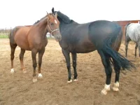 DSCN6513.webp