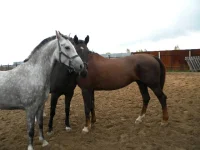 DSCN6489.webp