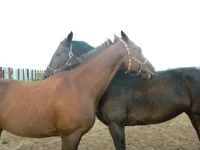 DSCN6520.webp