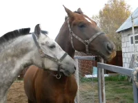DSCN6491.webp