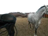 DSCN6507.webp