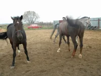 DSCN6511.webp