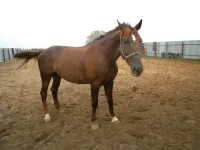 DSCN6494.webp