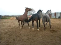 DSCN6533.webp