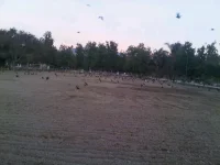 birds.webp