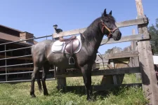 mustang 1.webp