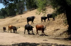 tehachapi 7.webp