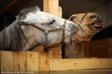 колгейт.webp