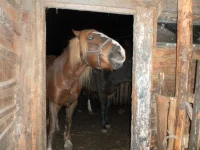 SAM_2260.webp
