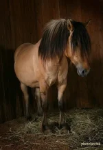 0_5a3e2_e46b2538_L.webp