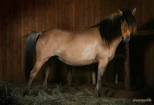 Лола2.webp