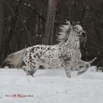 00e99969.webp