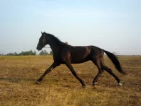 конь.webp