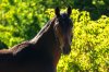 IMG_9851small.jpg