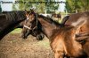 DSC_0415.jpg