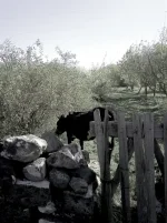 11.webp