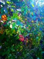 16.webp