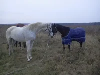 с девочками.webp