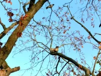 SAM_2294.webp