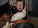 курицы.webp