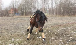 z_c2413160.webp