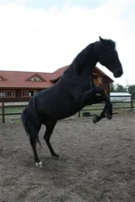 Изо 040.webp