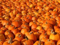 pleins de citrouilles.webp