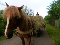 SAM_1532.webp