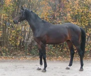 Авинир6jpg.webp