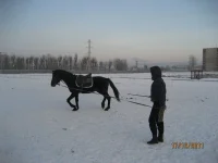 Прокони.webp