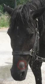 z_22a23eb1.webp