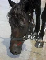 z_639fb313.webp