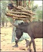 _754078_woman_with_donkeys150.webp