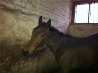 слепая кобылка.webp