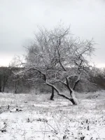 P1110618.webp