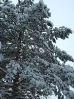 x_a5e60aba.webp