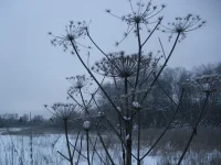 Копия 2010_01140068.webp