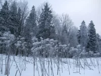 Копия 2010_01140096.webp