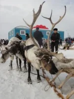 Прокони2.webp
