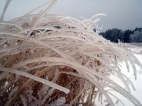 Лёд_трава.webp