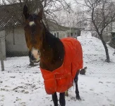 габик в роли кардинала.webp