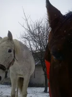 грань и габик.webp