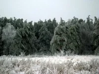 Лёд.лес.webp