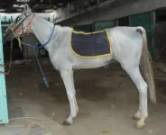 SAM_0251.webp