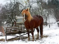 SAM_2489.webp
