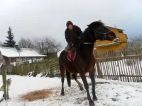 SAM_2498.webp