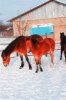 _MG_1590.JPG