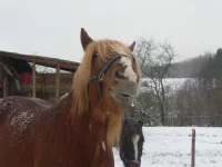 SAM_2509.webp