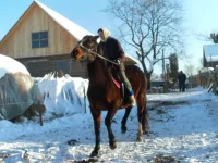 SAM_2524.webp