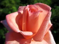 1198.webp